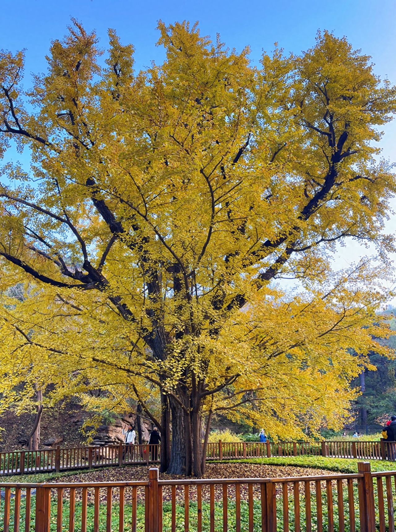 Photo by Beijing Xiangshan Park - Tall Ginkgo Trees and Wooden Boardwalk
