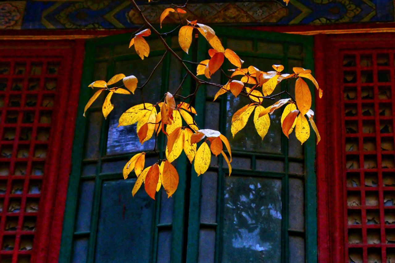 Photo by Tanzhe Temple - A green window captured through the leaves.
