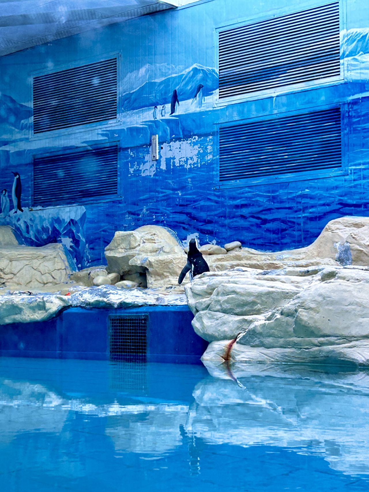 Photo by Beijing Zoo - Penguin Paradise