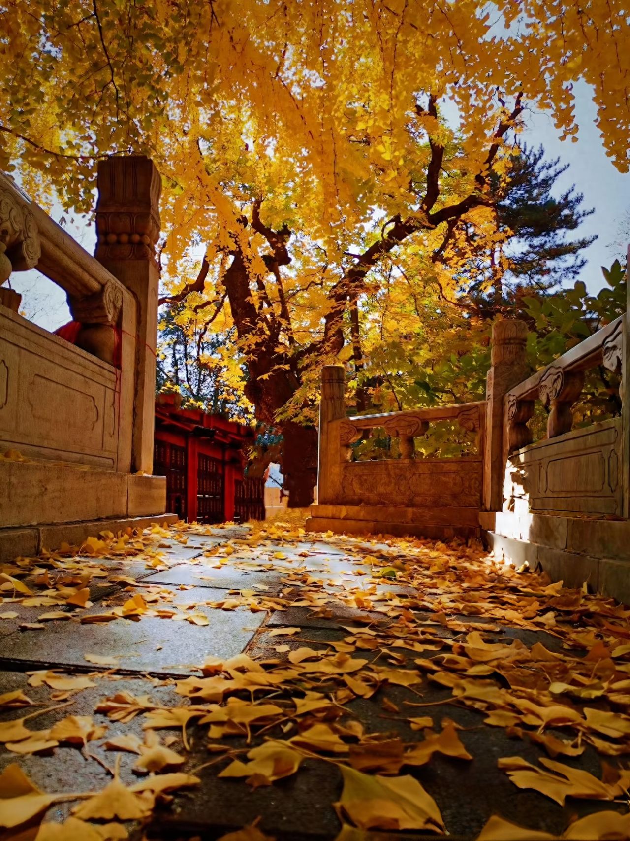 Photo by Tan Zhe Temple - Pathways Lined with Fallen Leaves