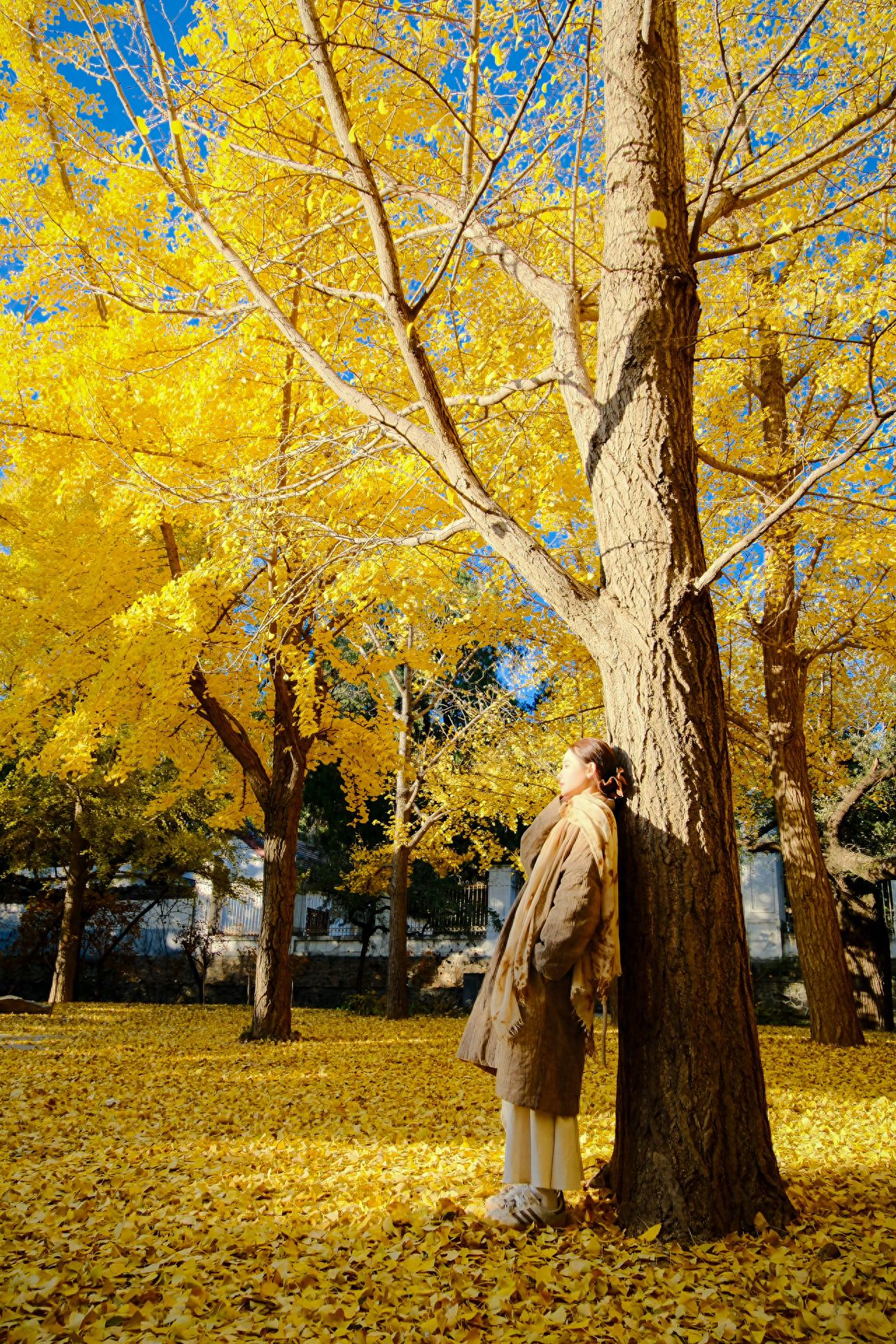 Photo by Beijing Xiangshan Park - Ginkgo Forest