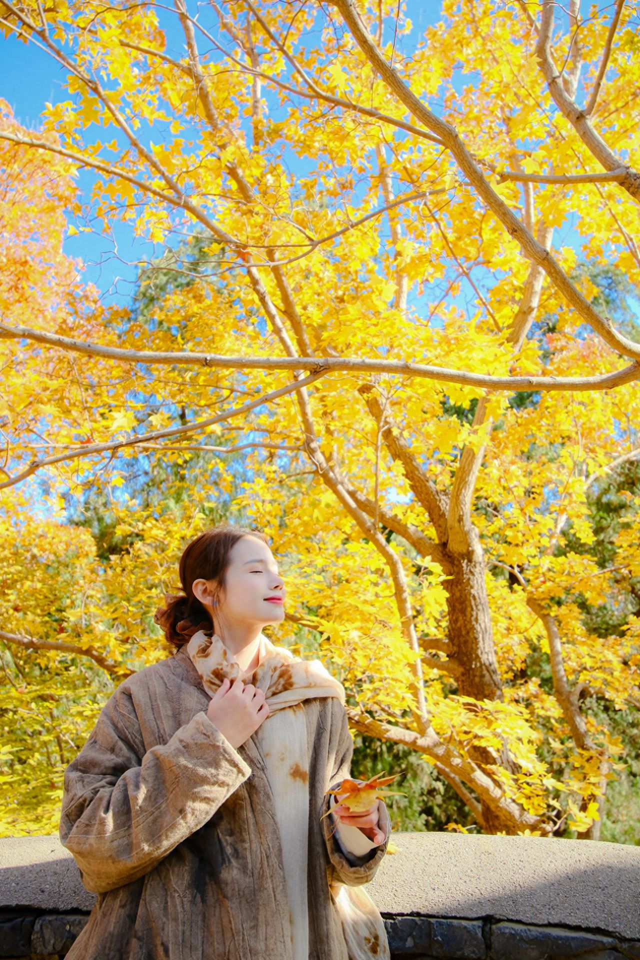 Photo by Fragrance Hill Park - Ginkgo tree by the fence